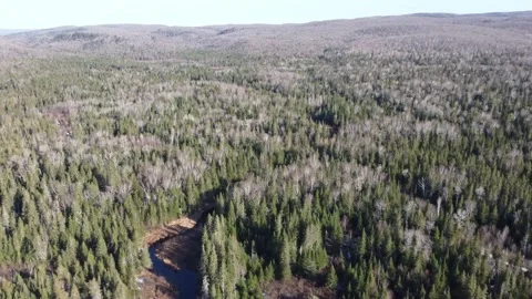 River Veins Running Through a Forest Stock Footage 157934663