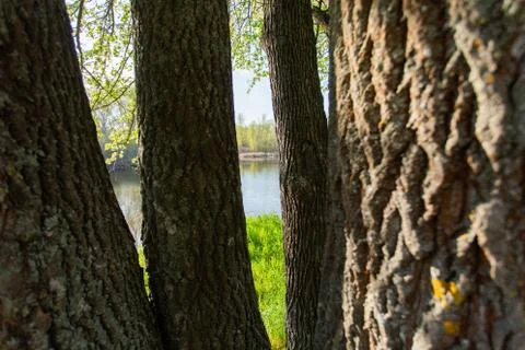 River view between trees, nature Stock Photos