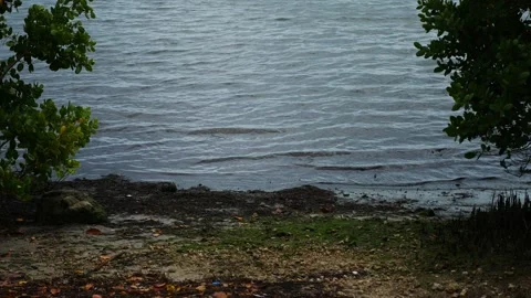 River view in Coconut Grove 库存影片 137324325