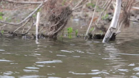 River view Stock Footage 235170779