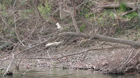 River view Stock Footage 235170814