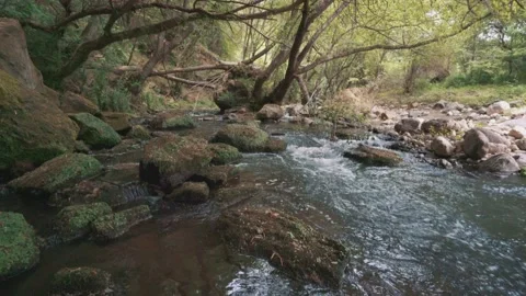River view in the middle of the forest Stock Footage 131174506