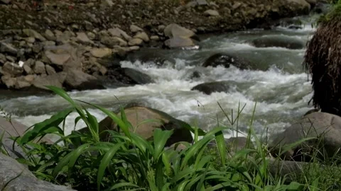 River view with swaying green grass foreground Stock Footage 292838945