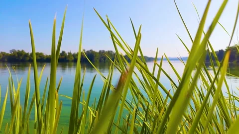 River view through the reeds Stock Footage 160986269