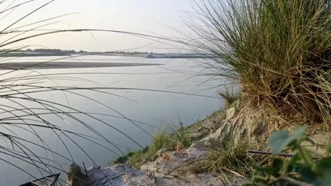 River View Through Tall Grass Stalks Vídeo Stock 334834453