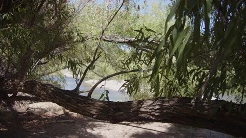 River View Through Trees Stock Footage 200799989