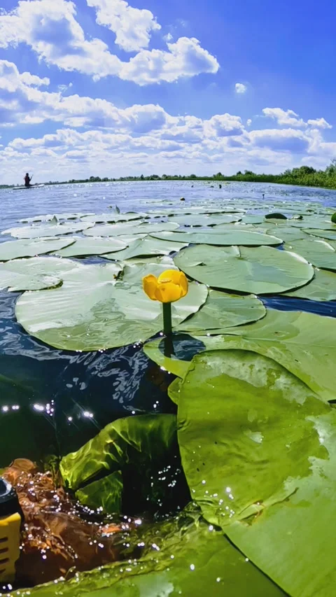 River view water plants Stock Footage 287888782