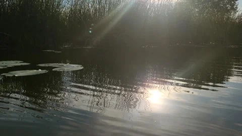 River view water plants Stock Footage 287888824