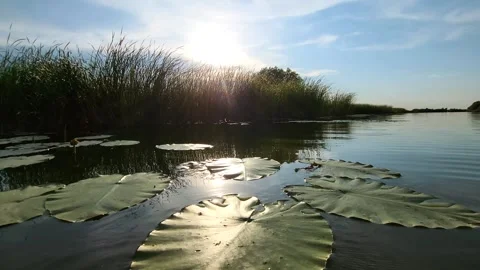 River view water plants Stock Footage 287888895