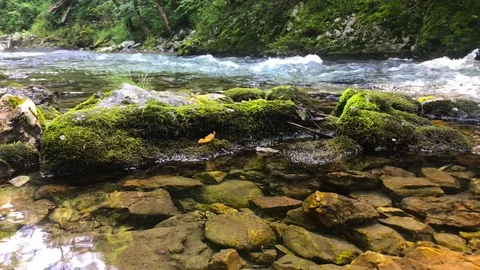 The river at Vintgar Gorge Stock Footage 112030584