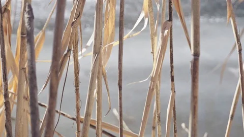 River vorskla 스톡 동영상 104506135