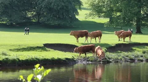 River walk with cows Video stock 12052515