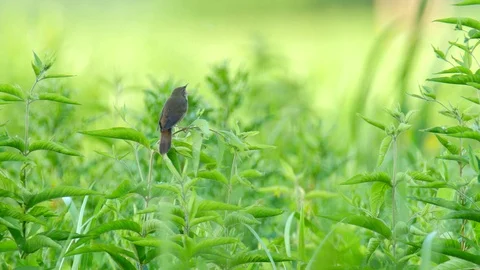 River warbler bird singing in a green nettles with audio Vidéo 92896401