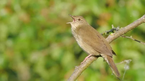 River warbler. Singing bird. Locustella fluviatilis. Stock Footage 89989127