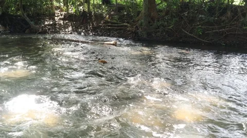  river water 10 Vidéo 333902840
