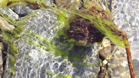 River water 2 Stock Footage 25240923