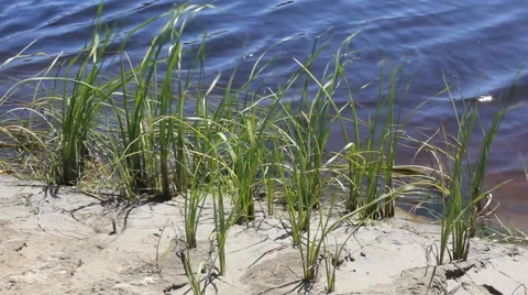 River water with algae 10441 스톡 동영상 43297530