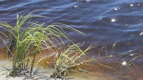 River water with algae 10445 Stock Footage 43297136