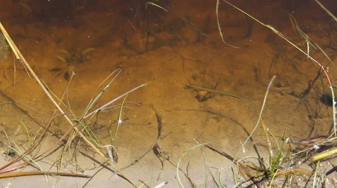 River water with algae 10446 스톡 동영상 43297221