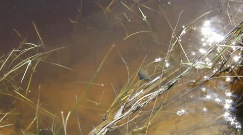 River water with algae 10452 Stock Footage 43296607