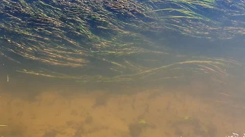 River water and algae move smoothly Video stock 156902475