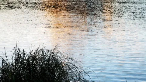 River water and grass 動画素材 96042111