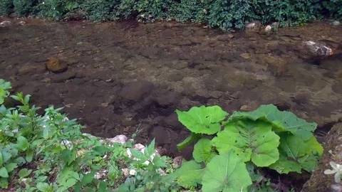 River water and leafs in the forest Stock Footage 115206001