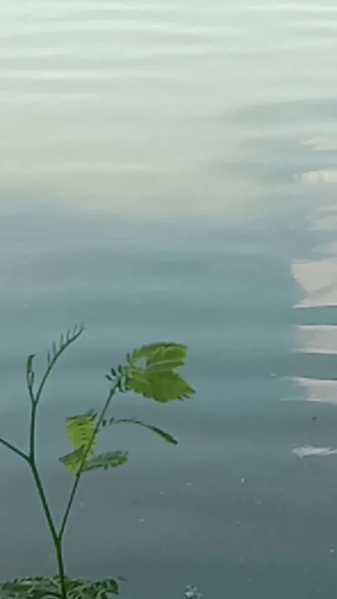 River water and small leafed trees Stock Footage 224226807