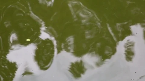 The river water carries leaf Stock Footage 71951001
