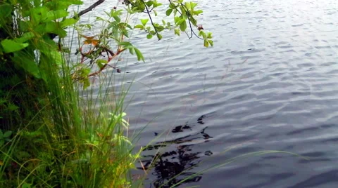 River water closeup Stock Footage 52490598