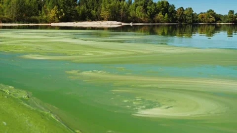 River water covered with green algae on a sandy beach Stock Footage 250086161