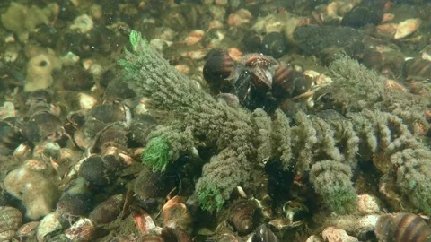 River water filtration visualization. Video stock 157651560