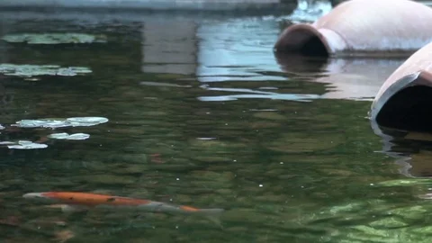 River water fish Stock Footage 128252132