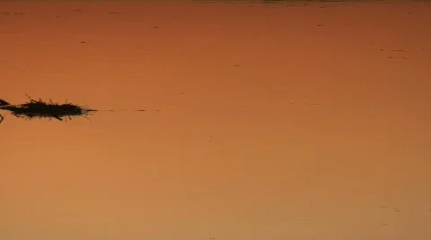 River water flotsam 02 Stock Footage