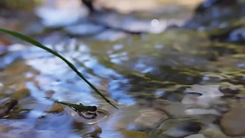 River Water Flow Up Close Stock Footage 274676745