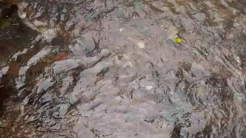 River-water-flow Stock Footage 167035766