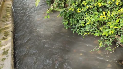 River water flow Stock Footage 297081361
