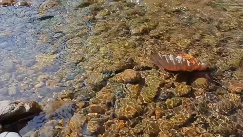 River water flow in the morning. Drift leaves get caught on rocks. Stock Footage 280017684