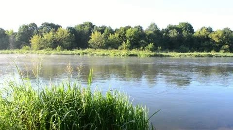River water flow surrounded green flora Stock Footage 20487025