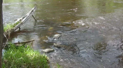 River water flow through rocks and logs Video stock 719164