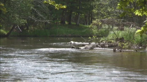 River water flow toward viewer Stock Footage 716906