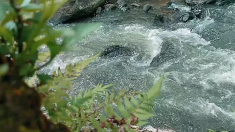 River water flowing fast Looks Grass Stock Footage 224492146
