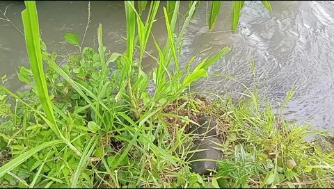 River water flowing Stock Footage 220606657