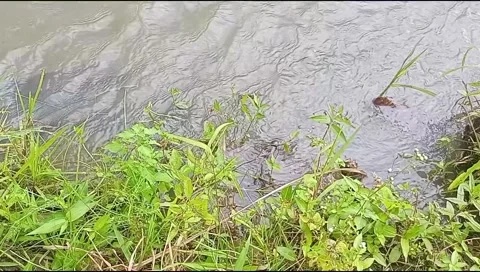 River water flowing Stock Footage 220606703