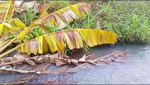 River water flowing Stock Footage 220606705