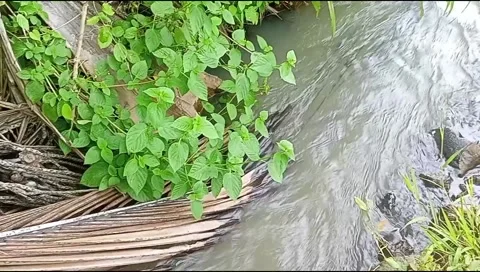 River water flowing Stock Footage 220606848