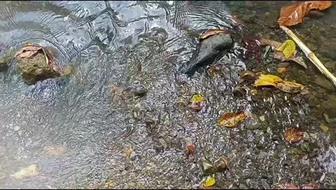 River water flowing Stock Footage 220606946