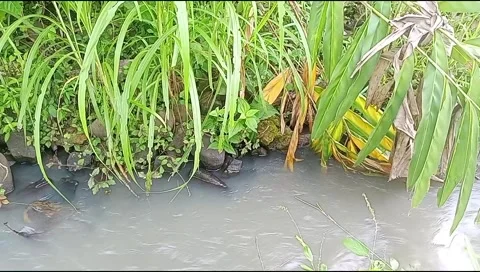 River water flowing Stock Footage 220606947