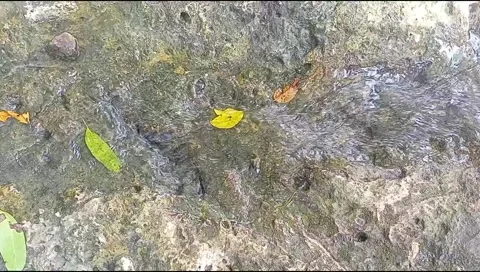 River water flowing Stock Footage 220607052