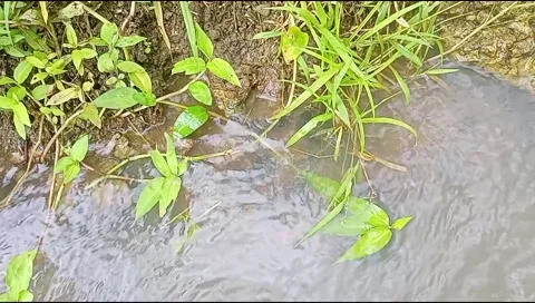 River water flowing Stock Footage 220607090